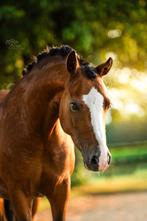 Chique Welsh B pony, Dieren en Toebehoren, Pony's, Merrie, Dressuurpony, Niet van toepassing, 7 tot 10 jaar