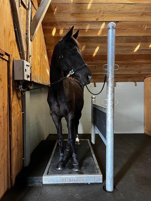 Vitafloor Therapie - Eibergen, Dieren en Toebehoren, Paarden en Pony's | Overige Paardenspullen, Nieuw, Overige soorten, Ophalen