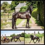Friese ruin, Dedmer x Epke; aangespannen + onder zadel!, Dieren en Toebehoren, Paarden, B, Gechipt, Ruin, Dressuurpaard
