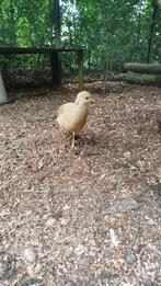 2 Goudfazant hennetjes, Dieren en Toebehoren, Pluimvee, Vrouwelijk, Kip