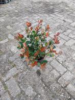 Photinia Little Red Robin - Glansmispel, Ophalen