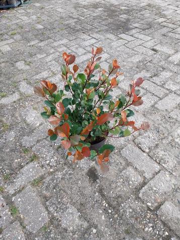 Photinia Little Red Robin - Glansmispel beschikbaar voor biedingen