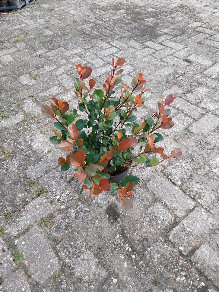 Photinia Little Red Robin - Glansmispel, Tuin en Terras, Planten | Tuinplanten, Ophalen