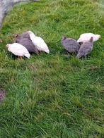 Parelhoen parelhoenders, Dieren en Toebehoren, Pluimvee, Meerdere dieren, Overige soorten