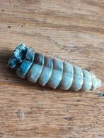 Ratelslang  ratel, Ophalen of Verzenden