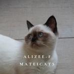 Brits Korthaar Chocolate Point + Pedigree/stamboom, Dieren en Toebehoren, Katten en Kittens | Raskatten | Korthaar, Poes, Ontwormd