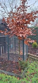Rode beuk, Tuin en Terras, Planten | Bomen, Ophalen