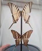 Prachtige VLINDERS in stolp taxidermie 21cm hoog, Ophalen of Verzenden, Nieuw, Insect, Opgezet dier