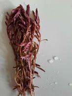Rotala Blood Red Singapore, rode aquariumplant, Ophalen of Verzenden, Zo goed als nieuw, Plant(en), Steen of Hout