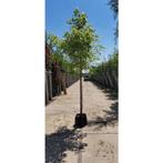 Acer negundo Flamingo - Bonte veder esdoorn - boom, Tuin en Terras, Halfschaduw, Overige soorten, Lente, 100 tot 250 cm