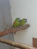 ara nobilis koppel, Dieren en Toebehoren, Meerdere dieren, Papegaai, Geringd