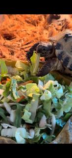 Russische vierteen schildpad, Dieren en Toebehoren, Schildpad