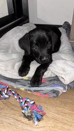 Labrador retriever puppy- black, Dieren en Toebehoren, Honden | Retrievers, Spaniëls en Waterhonden, Reu, CDV (hondenziekte), 8 tot 15 weken