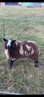Te koop zwartbonte (dek)ram, Mannelijk, Schaap