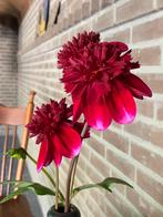 Grote pol Dahlia ROCKSTAR ., Ophalen of Verzenden, Volle zon, Knol