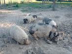 Hangbuikzwijntjes zwijntjes zwijnen, Dieren en Toebehoren, Schapen, Geiten en Varkens, Vrouwelijk, Geit