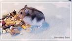 lieve jonge makke Russische dwerghamsters van Hamstery Suus, Meerdere dieren, Hamster, Tam