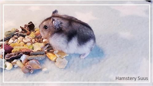 lieve jonge makke Russische dwerghamsters van Hamstery Suus, Dieren en Toebehoren, Knaagdieren, Meerdere dieren, Hamster, Tam