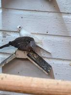 Senegal mutaties, Dieren en Toebehoren, Vogels | Duiven, Meerdere dieren, Overige soorten