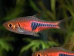 Hobbyaquarium Trigonostigma Espei Zondag 12/17uur, Vis, Zoetwatervis, Schoolvis