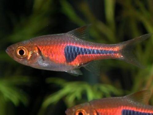 Hobbyaquarium Trigonostigma Espei Zondag 12/17uur, Dieren en Toebehoren, Vissen | Aquariumvissen, Zoetwatervis, Vis, Schoolvis
