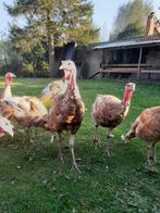 Rode Ardenner Kalkoenen, Dieren en Toebehoren, Pluimvee, Meerdere dieren, Kalkoen
