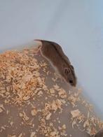 🐹 Tamme Chinese dwerghamsters – 8 weken oud & lief!, Hamster, Augustus, Meerdere dieren, Tam