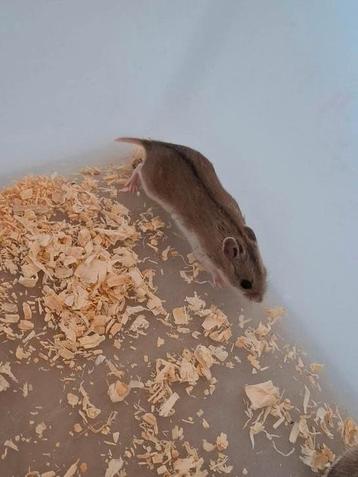🐹 Tamme Chinese dwerghamsters – 8 weken oud & lief!
 beschikbaar voor biedingen