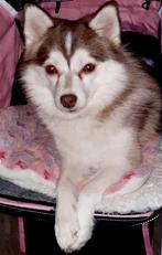 Pomsky F2 + IPHR NL, lang fluffy zacht haar, Dieren en Toebehoren, Rabiës (hondsdolheid), Reu, 1 tot 2 jaar, Poolhond