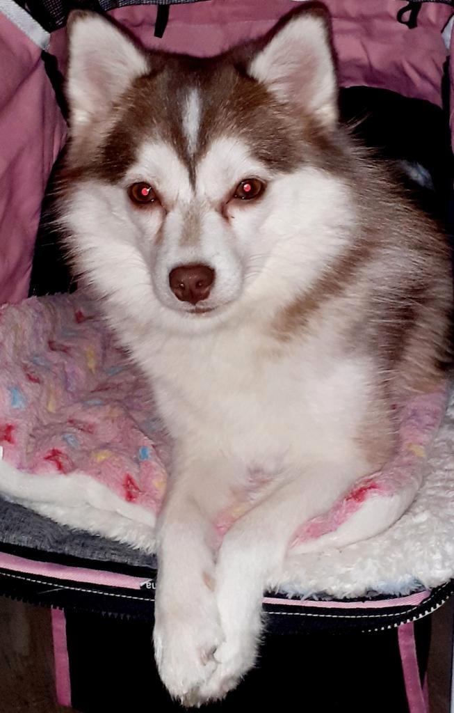 Pomsky F2 + IPHR NL, lang fluffy zacht haar, Dieren en Toebehoren, Honden | Poolhonden, Keeshonden en Oertypen, Reu, Poolhond
