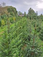 Taxus in pot, Ophalen, Taxus, Haag, Minder dan 100 cm