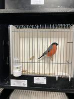 Grote Goudvink, Dieren en Toebehoren, Vogels | Overige Vogels, Mannelijk, Wildzangvogel