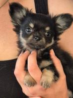 Superknappe chihuahua pups, CDV (hondenziekte), 8 tot 15 weken, Meerdere, Meerdere dieren