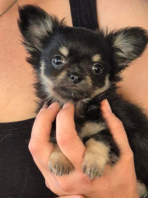 Superknappe chihuahua pups, Dieren en Toebehoren, Honden | Chihuahua's en Gezelschapshonden, Meerdere dieren, Chihuahua, Particulier