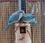 Koppel muisparkieten, Dieren en Toebehoren, Meerdere dieren, Parkiet