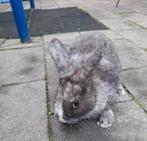 Lief vrouwtjes konijn 8 weken oud, Dieren en Toebehoren, Konijnen, Vrouwelijk