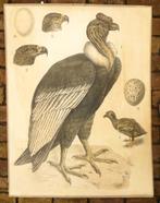 Oude schoolplaat met de Condor, Natuur en Biologie, Ophalen of Verzenden
