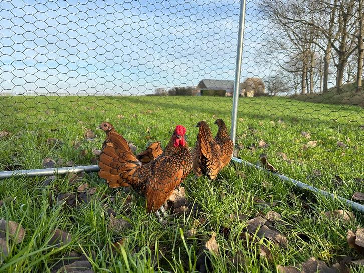 Jonge tamme Sebright goud zwart gezoomd gesekst en ingeënt, Dieren en Toebehoren, Pluimvee, Kip, Vrouwelijk