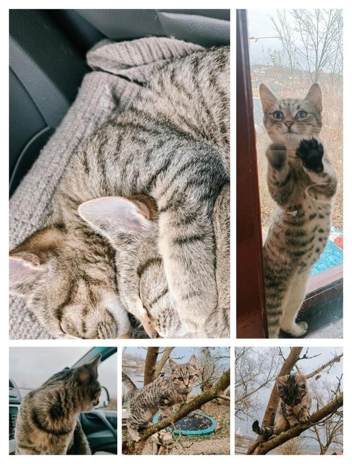 Half ragdoll kittens, Dieren en Toebehoren, Katten en Kittens | Overige Katten, Kater, 0 tot 2 jaar