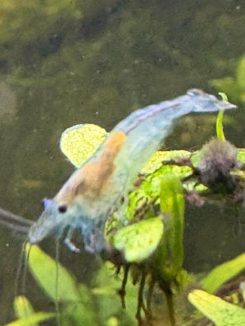 Neocaridina garnalen beschikbaar voor biedingen