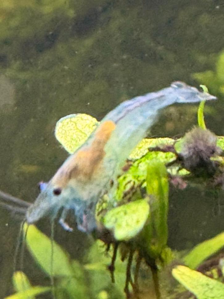 Neocaridina garnalen, Dieren en Toebehoren, Vissen | Aquariumvissen, Kreeft, Krab of Garnaal