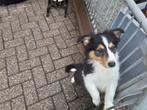 Mooi teefje kruising schotse collie australian shepherd, Dieren en Toebehoren, CDV (hondenziekte), 8 tot 15 weken, Teef, Eén hond