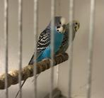 Grasparkieten, Dieren en Toebehoren, Vogels | Parkieten en Papegaaien, Meerdere dieren, Parkiet, Geringd