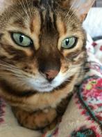 Vermist Eros !GEVONDEN !, Dieren en Toebehoren, Vermiste en Gevonden Dieren, Kat