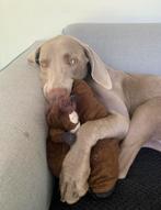 Honden oppas gezocht, Ophalen of Verzenden