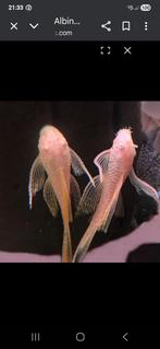 Ancistrus longfin albino 3cm., Dieren en Toebehoren, Vis