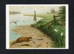 Ansichtkaart Schoolplaat Aan De Rivier, Otter Aalscholver., Verzamelen, Ophalen of Verzenden, 1980 tot heden, Ongelopen, Wild dier