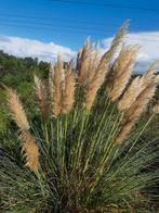 Pampasgras, Ophalen, Overige soorten, Halfschaduw