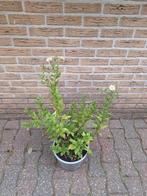 Kalimeris Mon Jardin, Tuin en Terras, Planten | Tuinplanten, Ophalen of Verzenden, Zomer, Overige soorten, Volle zon