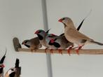 Spitstaartamadine - Poephila acuticauda, Meerdere dieren, Tropenvogel
